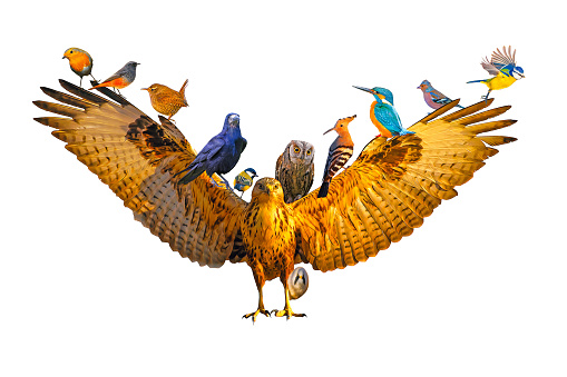 Big family of birds. Photo of a birds with oil painting effect applied. Great details and colours. Isolated image. White Background.