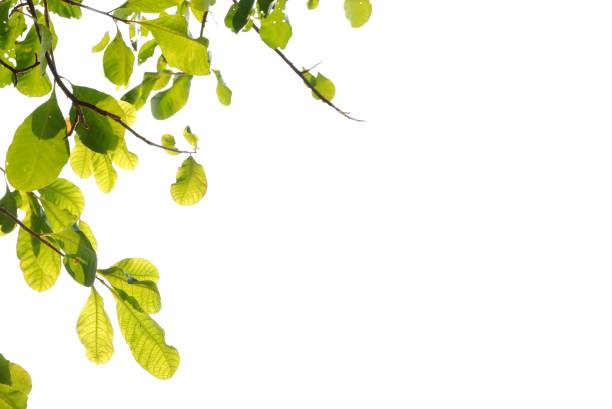 A green leaf color