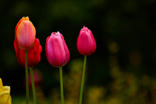 red tulips with stems about to bloom. velvety tulips