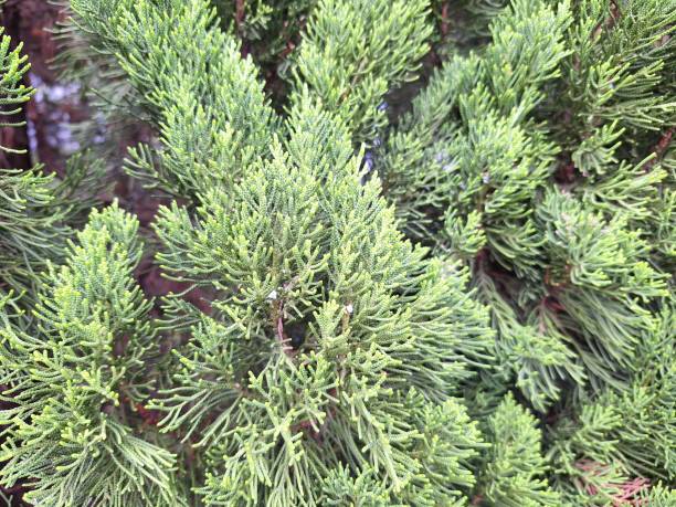 istock Brazilian Pine Super Closeup 1980733771