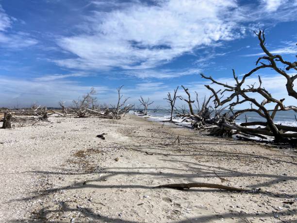 istock Botany Bay Beach, South Carolina 1980734856