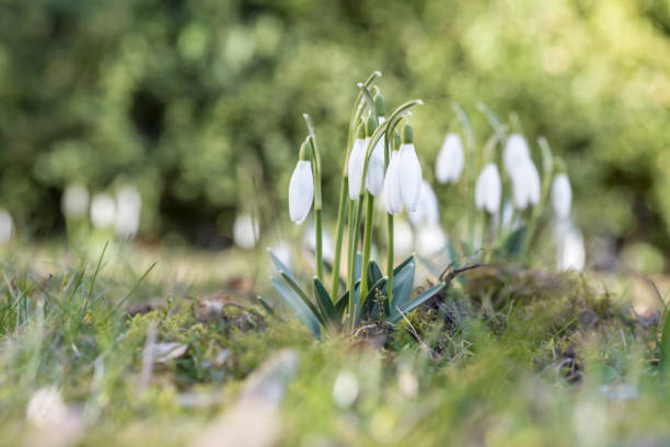 istock Snowdrops bloom in the meadow 1980743147
