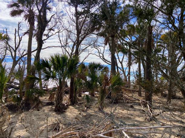 istock Botany Bay Beach, South Carolina 1980758763