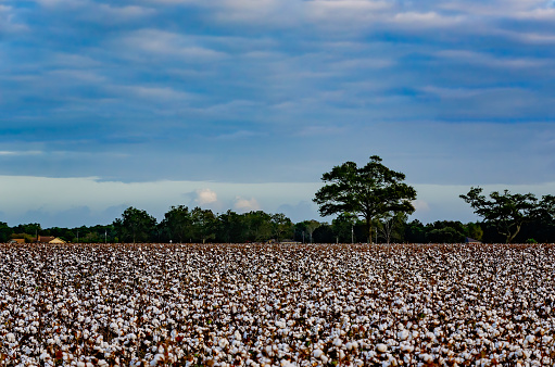 Cotton grows in a Mobile County field, Oct. 26, 2023, in Grand Bay, Alabama. Most of the cotton grown in Alabama today is a species known as upland cotton (Gossypium hirsutum). Cotton in Alabama is typically planted in March or April and harvested in early fall. Cotton has a long and important history in the American South. In 1860 more cotton was exported from Mobile and New Orleans than any other ports in the world. (Photo by Carmen K. Sisson/Cloudybright)