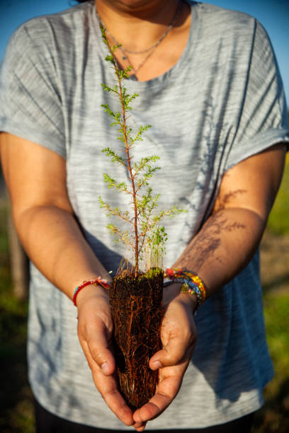 istock Female hand cradles small trees. 1980771489