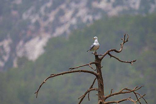 A seagull standing on a dry treetop. Yellow-legged Gull. Latin name Larus michahellis.