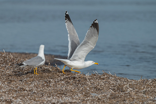 Seagulls by the sea. Yellow-legged Gull. Latin name Larus michahellis.