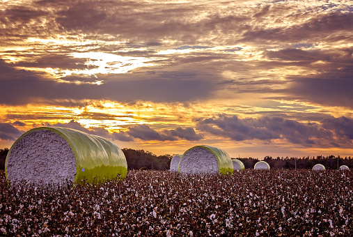 Round bales of cotton sit in a Mobile County field at sunset, Nov. 8, 2023, in Grand Bay, Alabama. Most of the cotton grown in Alabama today is a species known as upland cotton (Gossypium hirsutum). Cotton in Alabama is typically planted in March or April and harvested in early fall. Cotton has a long and important history in the American South. In 1860 more cotton was exported from Mobile and New Orleans than any other ports in the world. (Photo by Carmen K. Sisson/Cloudybright)