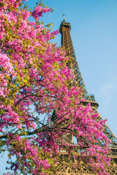 istock Spring's Splendor: Cherry Blossoms in Bloom with the Eiffel Tower Backdrop in  Paris, France 1980790734