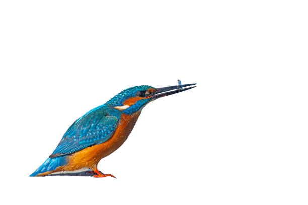 A Common Kingfisher that eats the fish it catches. Latin name Alcedo atthis. Isolated against a white background.