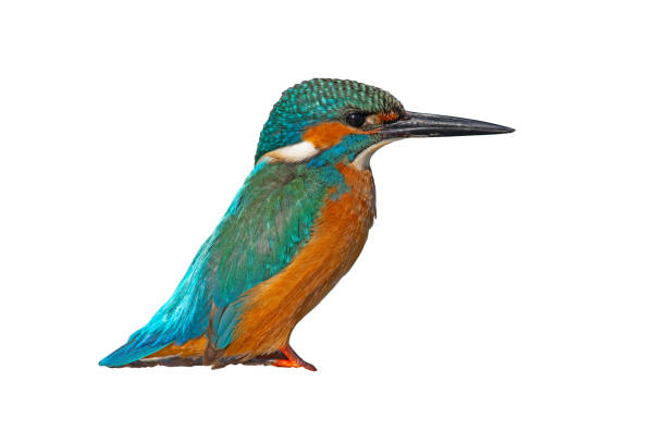 istock A sitting Common Kingfisher. Latin name Alcedo atthis. Isolated against a white background. 1980791781