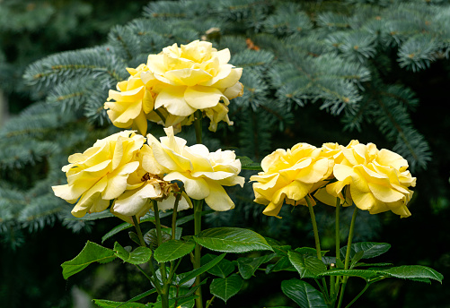 Beautiful yellow roses on flower bed in a garden