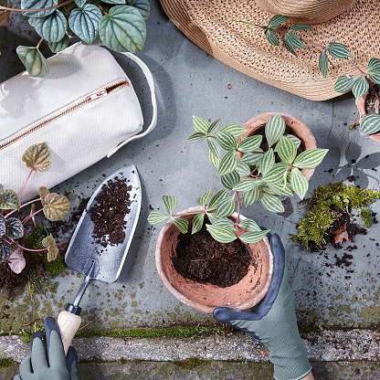woman replants flowers in a pot. view from above. hands in gloves. gardening concept.