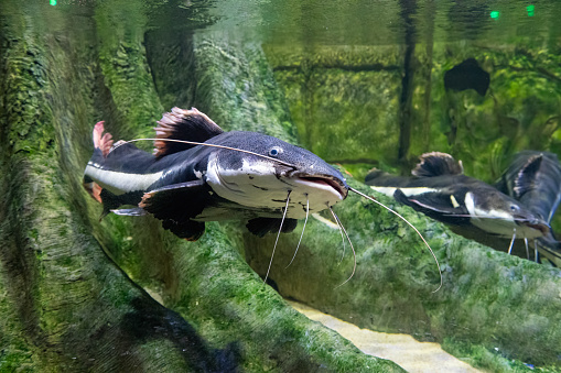 The red-tailed catfish, Phractocephalus hemioliopterus, is a pimelodid (long whiskered) catfish. Close-up.