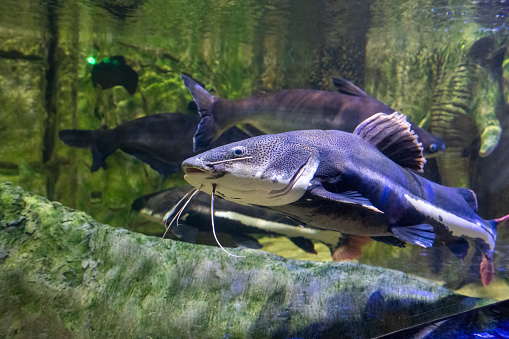 The red-tailed catfish, Phractocephalus hemioliopterus, is a pimelodid (long whiskered) catfish. Close-up.