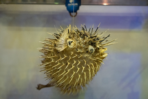 Stuffed Sea Urchin Fish, Second Name, Ball Fish, Diodon (Latin Name), Side View.