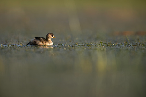 Little Grebe Closeup with Reflection
