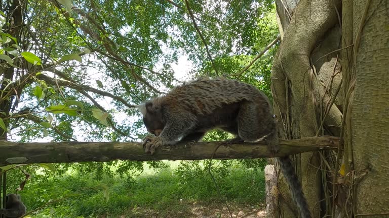 Marmoset (Callithrix jacchus)