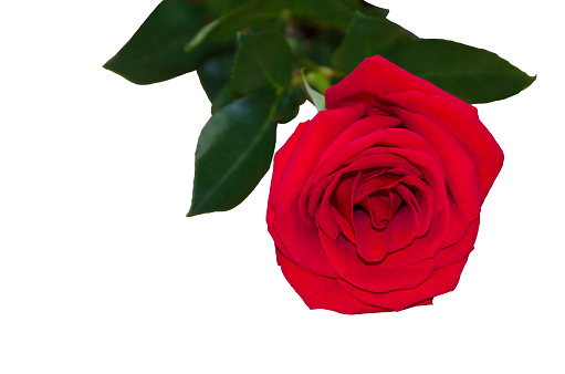 Rosebush with red flowers at the public park. Blurred background with bench. Drops of water after rain on the flower petals \nLeaves with drops