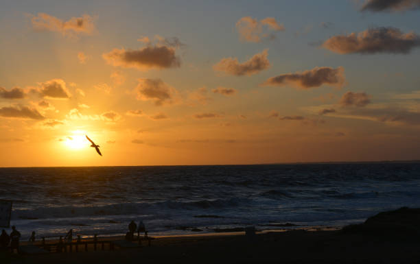 sunset by the sea with orange sky and flying seagull