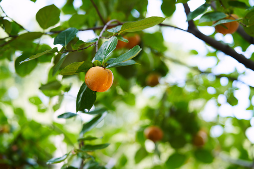 Yellow persimmon hanging from a tree branch in a green garden. High quality photo