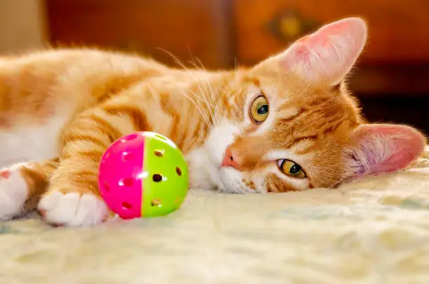 Wolfie, a 10-week-old orange and white kitten, plays with a ball, June 7, 2023, in Coden, Alabama. Orange and white kittens, also known as marmalade or ginger kittens, are typically male. Many, like Wolfie, have spots on their nose due to lentigo, a genetic condition that increases the number of pigment-producing cells. (Photo by Carmen K. Sisson/Cloudybright)