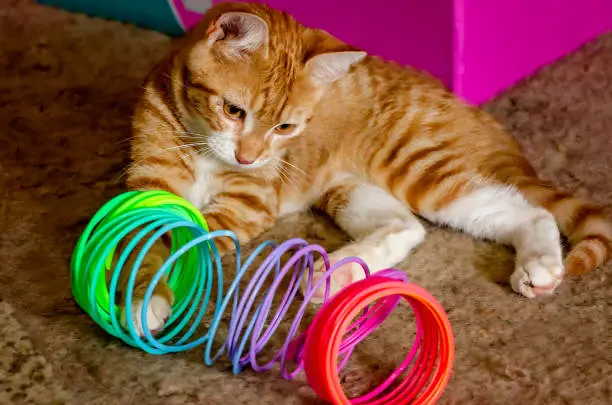 Wolfie, an 8-week-old orange and white kitten, plays with a plastic Slinky spring toy, June 7, 2023, in Coden, Alabama. Orange and white kittens, also known as marmalade or ginger kittens, are typically male. Many, like Wolfie, have spots on their nose due to lentigo, a genetic condition that increases the number of pigment-producing cells. (Photo by Carmen K. Sisson/Cloudybright)