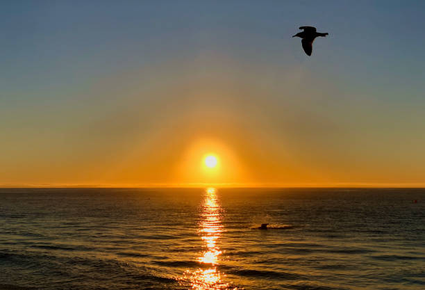 istock Seagulls Flying Over Sea Against sunset 1980869041