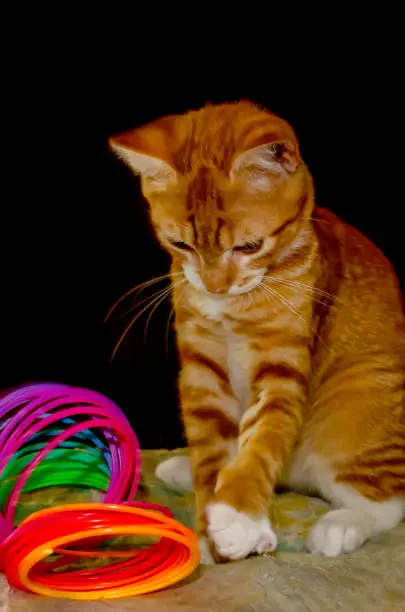 Wolfie, a 10-week-old orange and white kitten, plays with a plastic Slinky spring toy, June 7, 2023, in Coden, Alabama. Orange and white kittens, also known as marmalade or ginger kittens, are typically male. Many, like Wolfie, have spots on their nose due to lentigo, a genetic condition that increases the number of pigment-producing cells. (Photo by Carmen K. Sisson/Cloudybright)