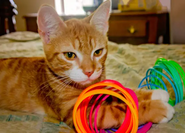 Wolfie, a 10-week-old orange and white kitten, plays with a plastic Slinky spring toy, June 7, 2023, in Coden, Alabama. Orange and white kittens, also known as marmalade or ginger kittens, are typically male. Many, like Wolfie, have spots on their nose due to lentigo, a genetic condition that increases the number of pigment-producing cells. (Photo by Carmen K. Sisson/Cloudybright)