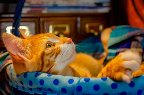 Wolfie, an 8-week-old orange and white kitten, lays in a basket, June 7, 2023, in Coden, Alabama. Orange and white kittens, also known as marmalade or ginger kittens, are typically male. Many, like Wolfie, have spots on their nose due to lentigo, a genetic condition that increases the number of pigment-producing cells. (Photo by Carmen K. Sisson/Cloudybright)