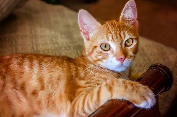 Wolfie, a 10-week-old orange and white kitten, lays on a bed, June 16, 2023, in Coden, Alabama. Orange and white kittens, also known as marmalade or ginger kittens, are typically male. Many, like Wolfie, have spots on their nose due to lentigo, a genetic condition that increases the number of pigment-producing cells. (Photo by Carmen K. Sisson/Cloudybright)