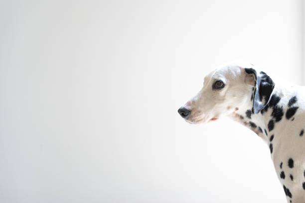 istock Graceful Dalmatian: Side View with Attentive Gaze 1980869353