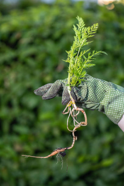 istock Hand holding a complete carrot plant.. 1980869456