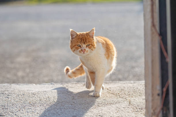 istock Yellow stray cat walking on the sidewalk. 1980869770