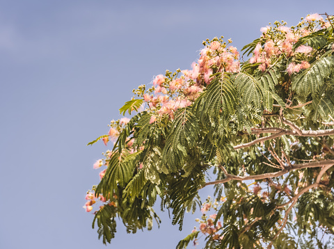 Tree with pink inflorescences and green leaves in close-up on a warm sunny day