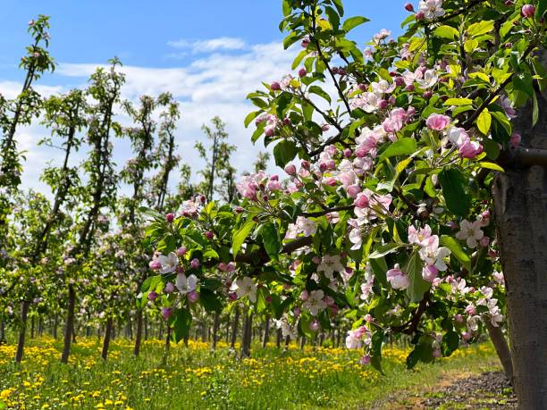 istock Spring garden with blossoming apple trees. 1980892910