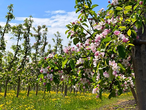 Spring garden with blossoming apple trees.