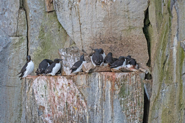 istock Brunnichs Guillemots Nesting on Any Available Rock Site 1980905002