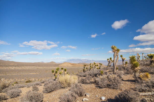 desert landscape with blue sky and white clouds in Nevada USA