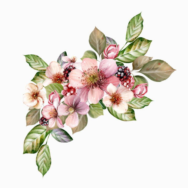 ilustrações, clipart, desenhos animados e ícones de buquê festivo de aquarela de belas flores e amoras frutadas com folhas verdes. - healthy eating summer berry branch