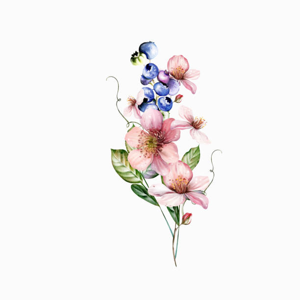ilustrações, clipart, desenhos animados e ícones de watercolor festive bouquet of beautiful flowers and fruity blackberries with green leaves. - healthy eating summer berry branch
