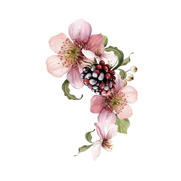 ilustrações, clipart, desenhos animados e ícones de watercolor festive bouquet of beautiful flowers and fruity blackberries with green leaves. - healthy eating summer berry branch