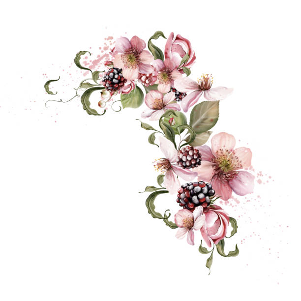 ilustrações, clipart, desenhos animados e ícones de watercolor festive bouquet of beautiful flowers and fruity blackberries with green leaves. - healthy eating summer berry branch