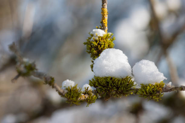 A delicate branch, embraced by moss, carries a winter cap of snow. But spring will soon peel off the frosty blanket to reveal new life.