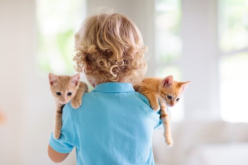 Child holding baby cat. Kids and pets. Little boy hugging cute little kitten at home. Domestic animal in family with kids. Children with pet animals.