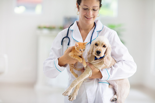 An Asian female Veterinarian holds a cat up in her arms and strokes it's neck gently to reassure it after an examination.  She is wearing blue scrubs and has a stethoscope around her neck as she smiles down at the cat.