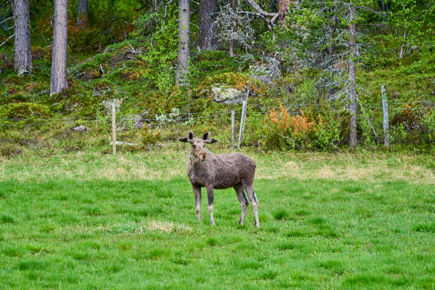 Moose in Värmland, Sweden, embody the essence of the region's wild and serene landscapes. These majestic creatures, also known as elk in Europe, navigate the dense forests and tranquil marshlands that characterize Värmland. With their imposing size, sturdy antlers, and dark brown fur, moose seamlessly blend into the diverse natural surroundings.In Värmland's boreal forests, moose find ample food sources, including aquatic plants, shrubs, and various vegetation. Their distinctive tracks can often be traced along the forest floor, offering a glimpse into their silent and solitary nature. The moose, being crepuscular, may be spotted during the early morning or late evening, adding an enchanting touch to the region's twilight ambiance.Encountering a moose in Värmland is a captivating experience, providing a connection to the untamed wilderness of the region. As these gentle giants roam freely through the woodlands, they contribute to the rich biodiversity and the allure of Värmland's natural heritage. Observing a moose in this picturesque setting serves as a reminder of the harmonious coexistence between wildlife and the pristine landscapes of Sweden's Värmland.
