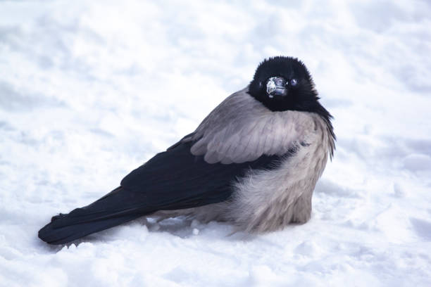 The bird fluffed its feathers so that the heat did not escape outside.