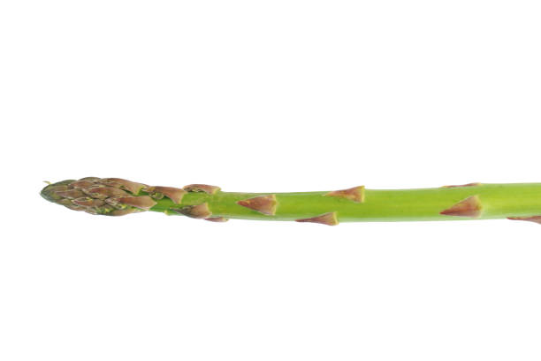 istock fresh asparagus isolated on white background 1980953689